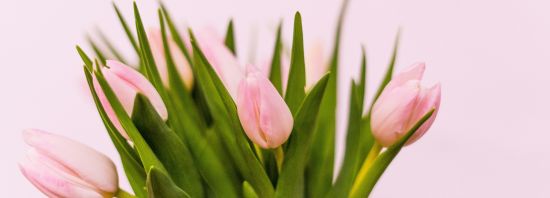 Produkt der Woche: Grüner Smoothie