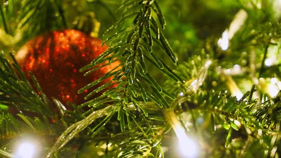 KI generiert: Das Bild zeigt einen Weihnachtsbaum mit einer roten Kugel und Lichtern, die zwischen grünen Zweigen funkeln. Die Aufnahme ist nah fokussiert, um die Details der Zweige und Dekorationen hervorzuheben.