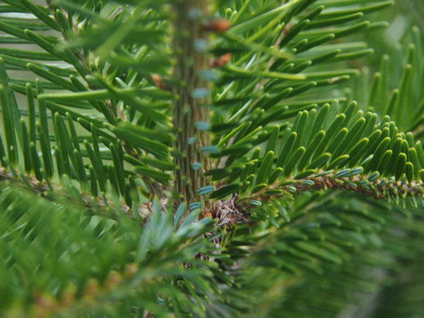 Produktfoto zu Weihnachtsbaum S, ca. 1,10 – 1,50 m