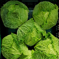 KI generiert: Frischer Wirsingkohl in einer Kiste, mit Wassertropfen bedeckt.