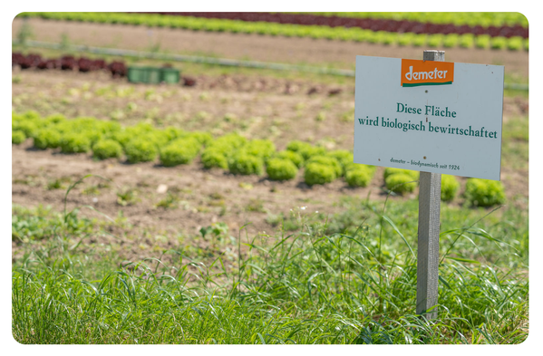 Gemüsefeld mit grünem Salat im Vordergrund, im Bild ein Schild mit dem Demeter-Logo und dem Hinweis ‚Diese Fläche wird biologisch bewirtschaftet‘.