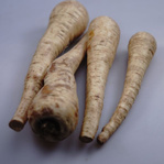 Ein runder Ausschnitt, der mehrere cremefarbene Pastinaken zeigt, einige davon mit braunen Schrammen und Verfärbungen auf der Oberfläche, mit der Beschriftung 'Pastinake mit brauen Schrammen'.