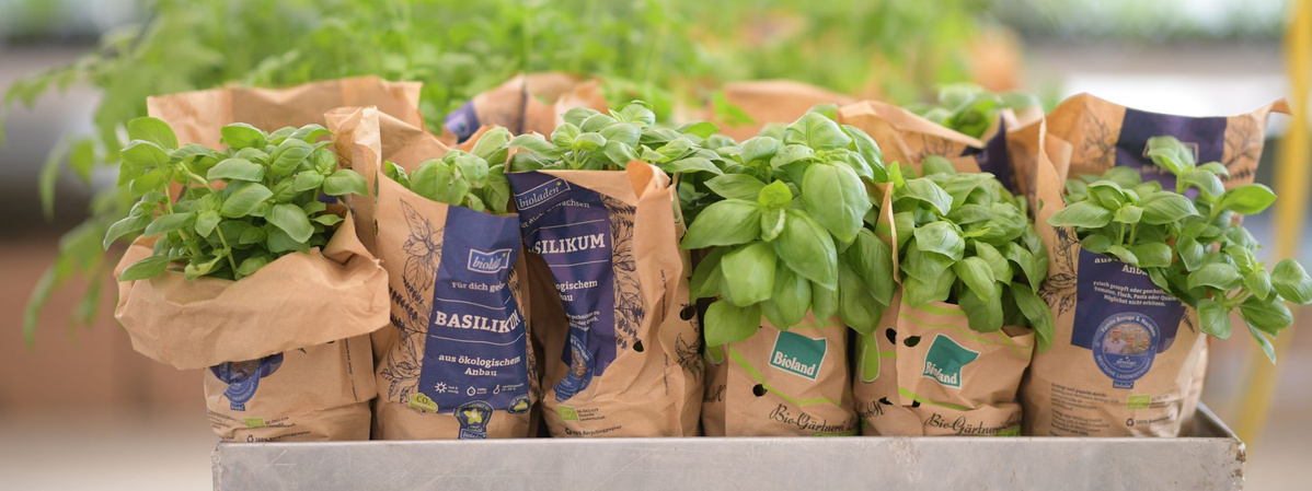 Eine Reihe von jungen Basilikumpflanzen, verpackt in braunen Papiertüten mit blauen Etiketten, stehen dicht aneinandergereiht auf einer Ablage. Die Etiketten tragen den Schriftzug "BASILIKUM" und andere Informationen. Die grünen Blätter der Pflanzen ragen aus den Tüten heraus. Im unscharfen Hintergrund sind weitere Pflanzen zu erkennen.