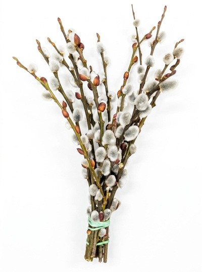 Produktfoto zu Weidenkätzchen Bund