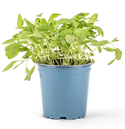 Produktfoto zu Kräuter Topf Salbei