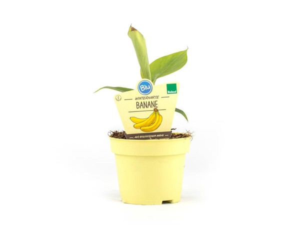 Produktfoto zu Bananen Pflanze im Topf