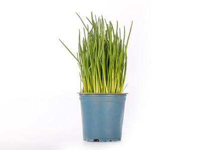 Produktfoto zu Kräuter Topf Schnittlauch