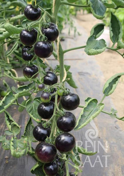 Produktfoto zu Jungpflanzen Cocktailtomate Indigo Apple