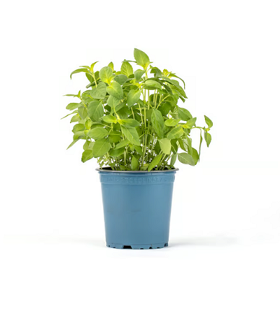 Produktfoto zu Kräuter Topf Thai-Basilikum