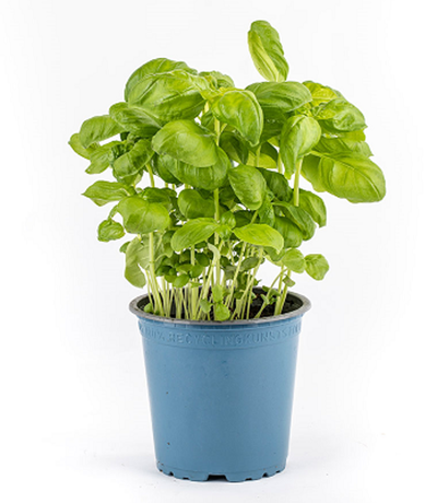 Produktfoto zu Kräuter Topf Basilikum