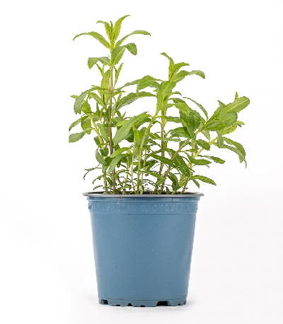 Produktfoto zu Kräuter Topf Estragon