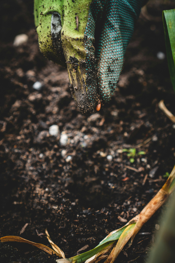 Nahaufnahme einer Hand mit Gartenhandschuh, die ein einzelnes Samenkorn in lockere, dunkle Erde setzt.