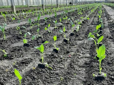 Kleine Kohlrabisetzlinge in unserem Gewächshaus in Bühl-Weitenung