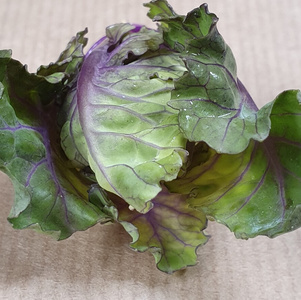 Ein hellgrünes, gekräuseltes Blatt von Flower Sprouts, beschriftet mit 'Flower Sprouts'.