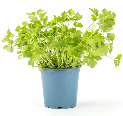 Produktfoto zu Kräuter Topf Petersilie glatt