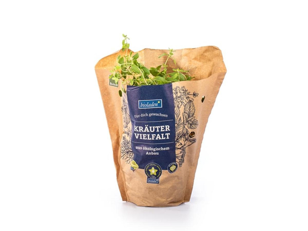 Produktfoto zu Kräuter Topf Majoran