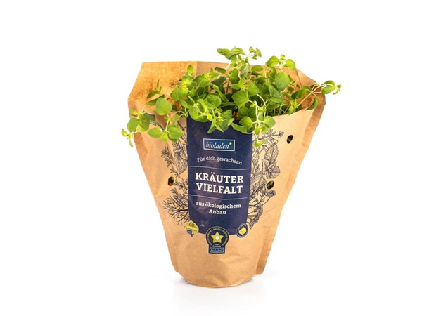 Produktfoto zu Kräuter Topf Oregano