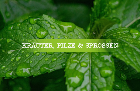 Frische grüne Kräuterblätter mit Tautropfen – Kategorie: Kräuter, Pilze und Sprossen
