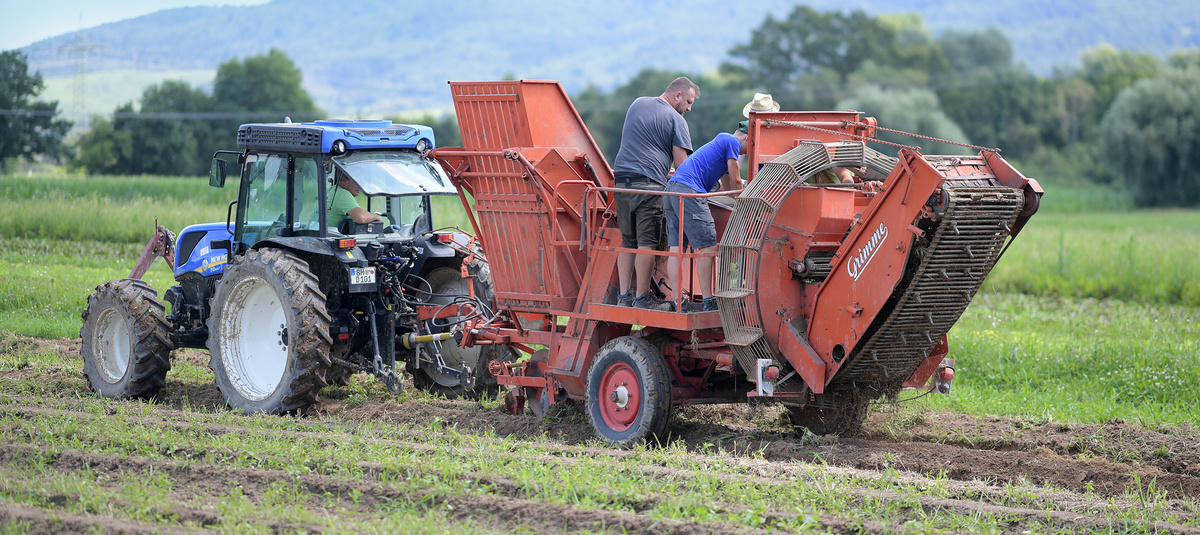 Ein blauer Traktor zieht eine rote Erntemaschine über ein Feld. Zwei Männer stehen auf der Maschine und überwachen die Kartoffelernte.