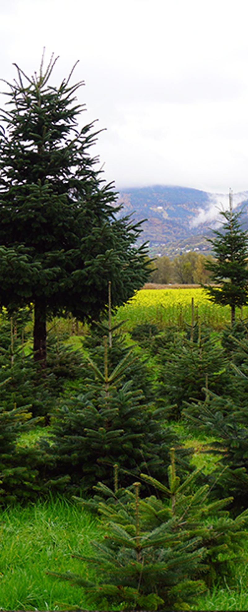 Bio-Weihnachtsbäume