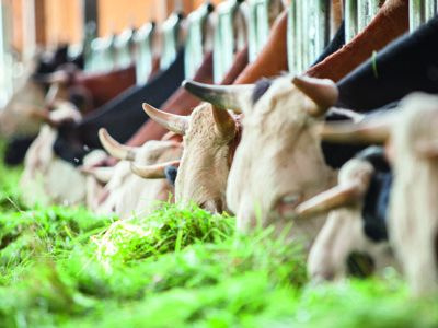 Kühe fressen frisches Gras.