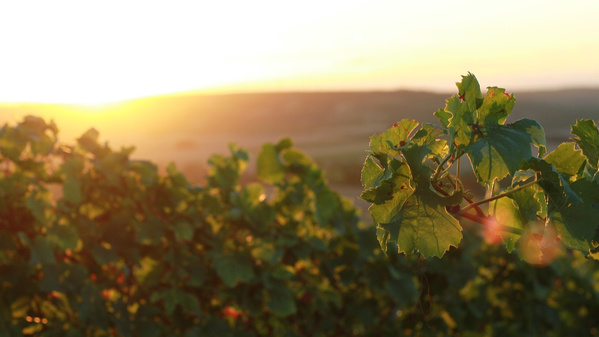 Grüne Weinreben auf einem Hügel bei weichem Sonnenlicht. Im Hintergrund sanfte Hügellandschaft – ein typisches Bild aus einem Weinanbaugebiet.