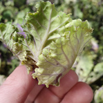 Ein runder Ausschnitt, der eine Hand zeigt, die ein hellgrünes, gekräuseltes Blatt von Flower Sprouts hält, mit der Beschriftung 'Helle Flower Sprouts'.