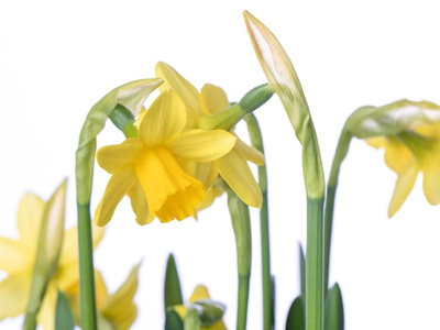 Produktfoto zu Narzisse gelb im Tontopf
