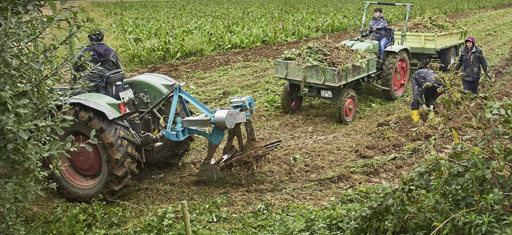 KI generiert: Das Bild zeigt Menschen, die auf einem Feld landwirtschaftliche Arbeiten verrichten. Im Vordergrund sind Traktoren mit Anhängern zu sehen, während einige Personen das Feld bearbeiten.