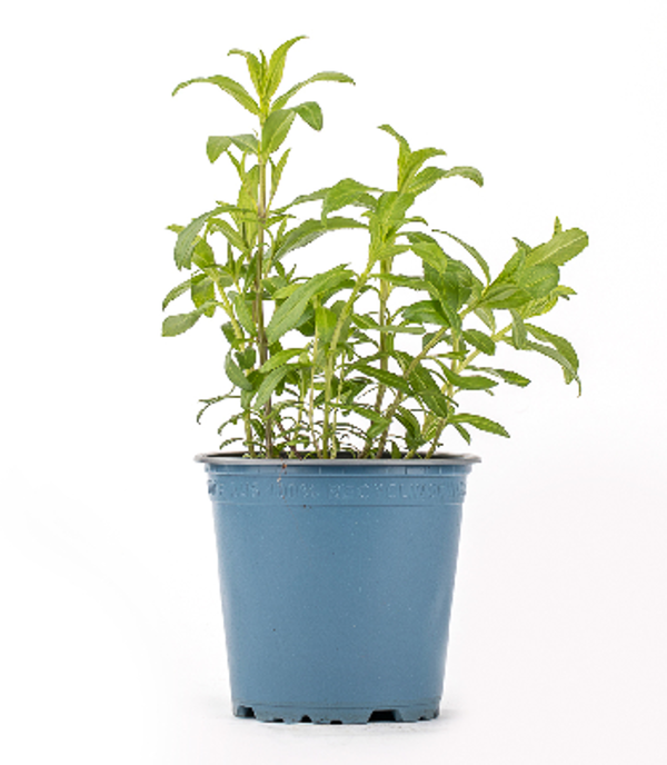 Produktfoto zu Kräuter Topf Estragon