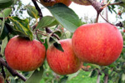 Produktfoto zu Apfel Rubinette