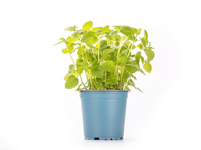 Produktfoto zu Kräuter Topf Pfefferminze