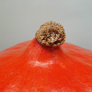 Der Stielansatz eines orangefarbenen Hokkaido-Kürbisses, wobei der Stielansatz von weißem Schimmel befallen ist, beschriftet mit 'Hokkaido'.