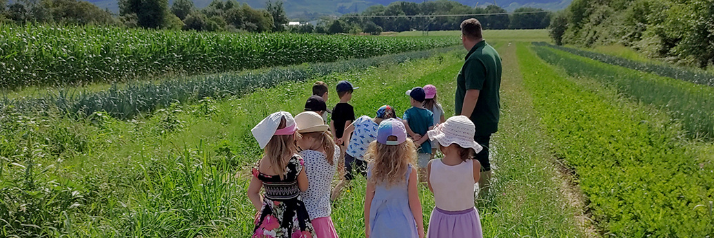 Ein Mann in einem grünen Poloshirt führt eine Gruppe von Kindern, die teilweise Hüte tragen, auf einem schmalen Weg durch ein Feld. Links sind hohe Maispflanzen zu sehen, während rechts Reihen von kleinen, grünen Pflanzen wachsen. Die Gruppe scheint auf einer Exkursion über den Bauernhof zu sein.