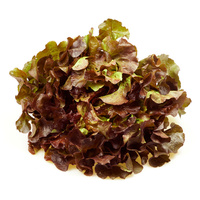 Ein frischer Kopfsalat mit roten und grünen Blättern auf weißem Hintergrund.