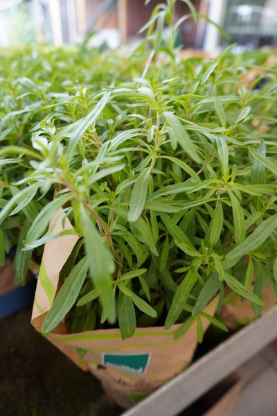 Produktfoto zu Kräuter Topf Bohnenkraut