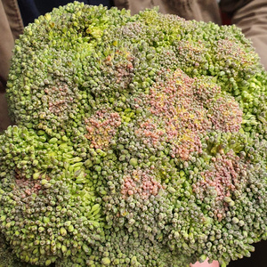 Ein Brokkoli-Kopf, dessen grüne Röschen stellenweise eine gelbliche Verfärbung zeigen, beschriftet mit 'Brokkoli'.