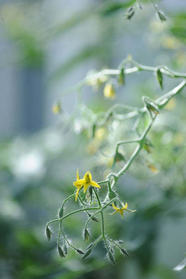 Nahaufnahme einer blühenden Tomatenpflanze mit kleinen gelben Blüten und feinen Härchen an den Stängeln.