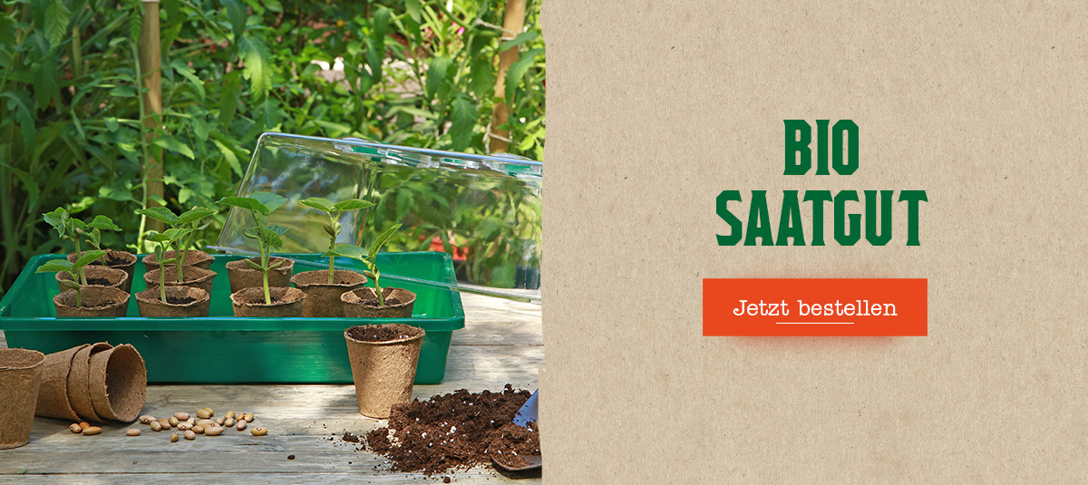 KI generiert: Pflanzensetzlinge in Anzuchttöpfen. Text: "BIO SAATGUT Jetzt bestellen".