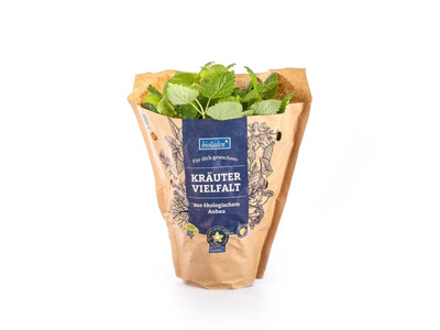 Produktfoto zu Kräuter Topf Zitronenmelisse