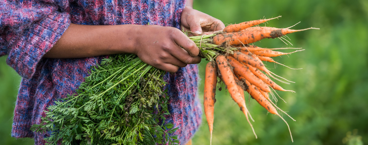 Ein Paar Hände, die einen Bund frisch geernteter, erdiger Karotten mit grünen Blättern vor einem unscharfen grünen Hintergrund halten.