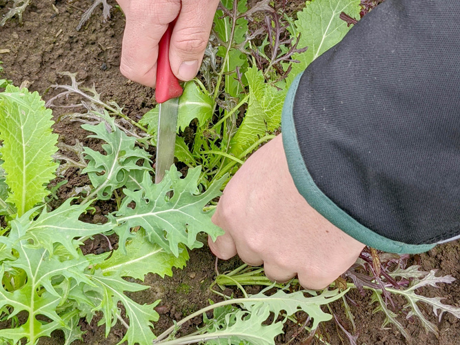 Gärtner-Azubi Nico entfernt Beikräuter per Hand