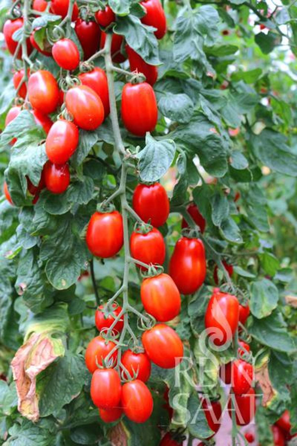 Produktfoto zu Jungpflanzen Datteltomate Kalami
