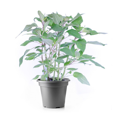 Produktfoto zu Kräuter Topf Ananas-Salbei