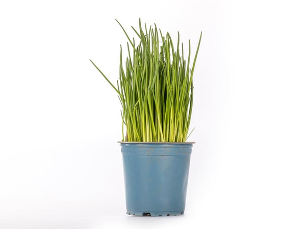 Produktfoto zu Kräuter Topf Schnittlauch