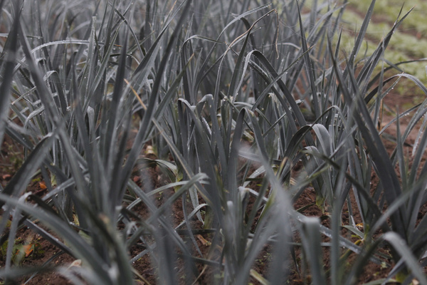 Reihe von Lauchpflanzen wächst auf einem Feld im Winternebel.