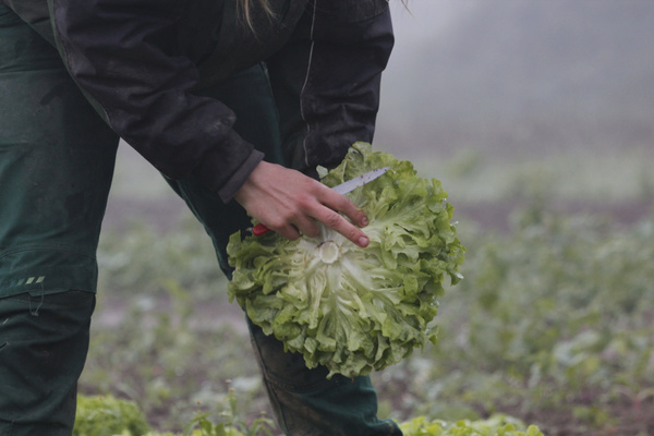 Eine Person erntet mit den Händen einen frischen Kopf Salat auf dem Feld.