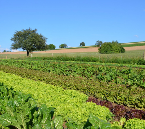 Weite grüne Wiese mit einzelnen Bäumen unter blauem Himmel.
