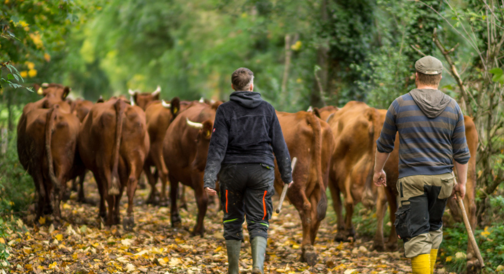  Zwei Personen treiben eine Herde brauner Kühe einen Waldweg entlang, der mit herabgefallenen Blättern bedeckt ist. Die Bäume und das Grün bilden eine dichte Kulisse auf beiden Seiten des Weges.