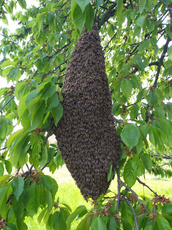 Ein großer Bienenschwarm hängt traubenförmig an einem Ast zwischen grünen Blättern. Die Bienen bilden eine dichte, dunkelbraune Masse und klammern sich eng aneinander.